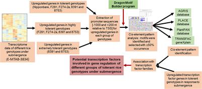 Promoter Architecture and Transcriptional Regulation of Genes Upregulated in Germination and Coleoptile Elongation of Diverse Rice Genotypes Tolerant to Submergence